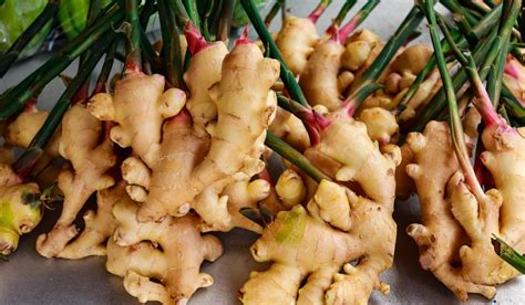 ginger plant root system  randy stambaugh blog