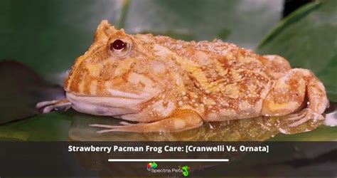 Strawberry Pacman Frog Care: [Cranwelli Vs. Ornata]