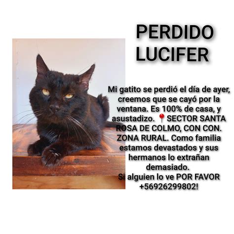 SE PERDIÓ MI GATITO | Facebook