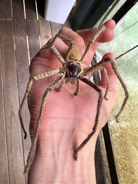 Golden huntsman. The biggest huntsman spider in Australia, occasionally ...