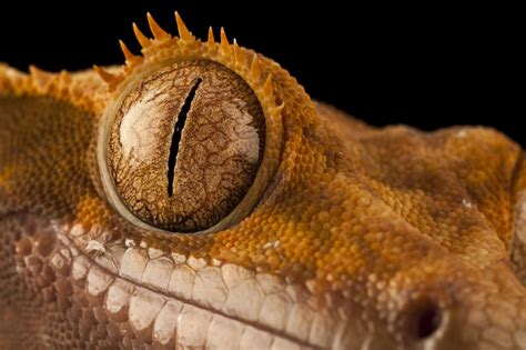 Crested Gecko Eye by Joe Reynolds - Photo 3647493 / 500px