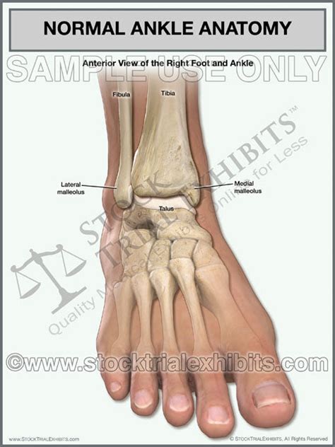 ankle anatomy normal  foot  ankle stock trial exhibits