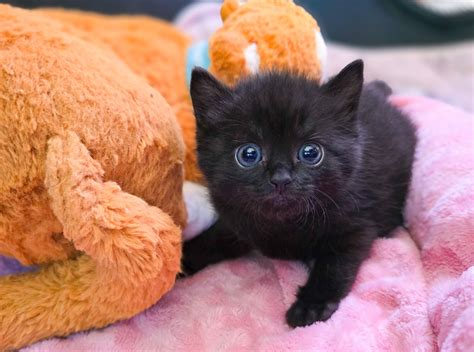 Animal rescue foundation saves hundreds of pets from the storm 21