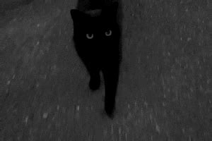 blackcat gifs | WiffleGif