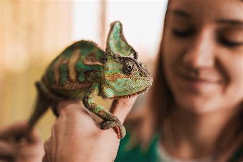 Top 7 Best Pet Lizards For Beginners - 2022 Guide - TheNationRoar