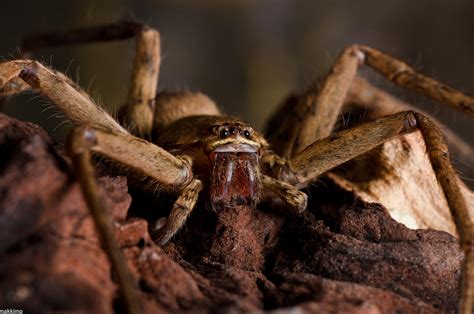 Huntsman Spider 2 by nakkimo on DeviantArt