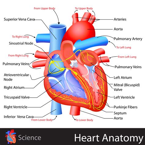 Heart Anatomy - KidsPressMagazine.com