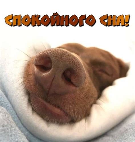 Pin di Елена su доброй ночи | Animali domestici, Vizsla, Cagnolini