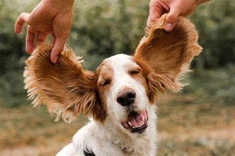 How to identify and avoid doggone ear infections | Whitworth Animal Clinic