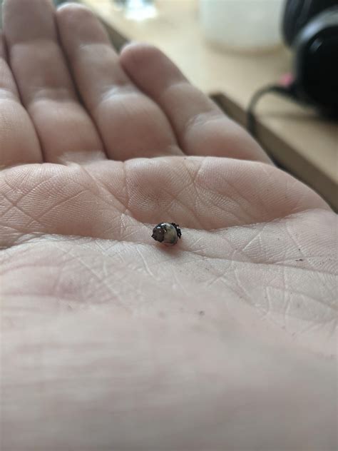 Can someone ID these babies? I have both grove snails and giant African