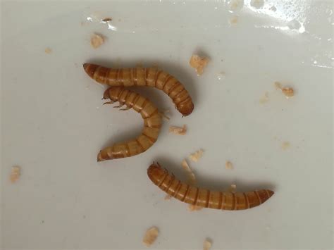 Mealworms – Ligaya Garden