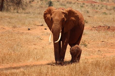 Elephant Cub Kenya - Free photo on Pixabay - Pixabay