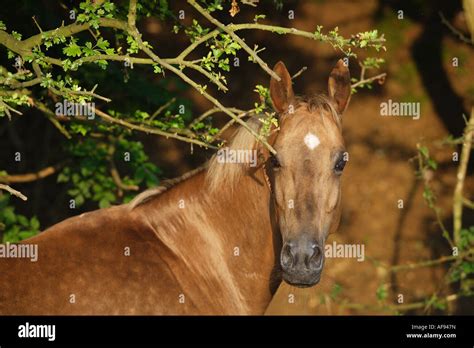 Akhal-Teke - Portrait Stock Photo - Alamy