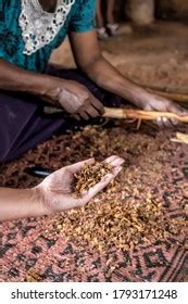 Sri Lanka Cinnamon Industry Royalty-Free Images, Stock Photos ...