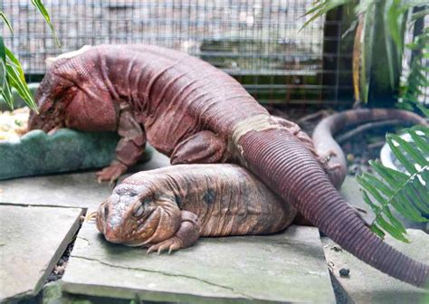 red tegu facts  pictures