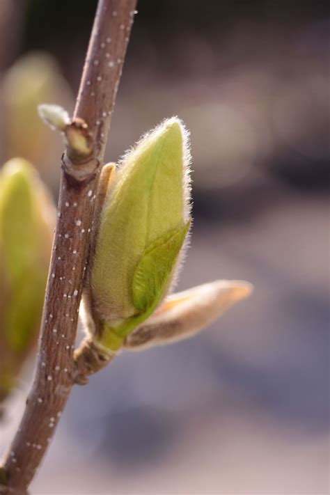 Magnolie Yellow River - Magnolia Yellow River günstig kaufen