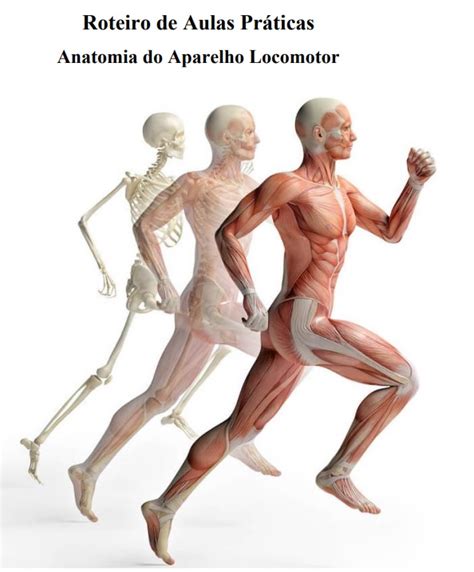 Anatomia Do Aparelho Locomotor - Anatomia do Aparelho Locomotor - Roteiro Prático
