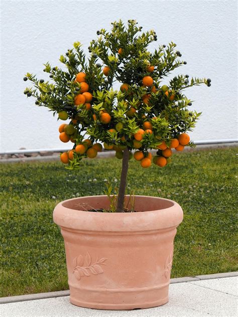 orange tree autumn images pixabay