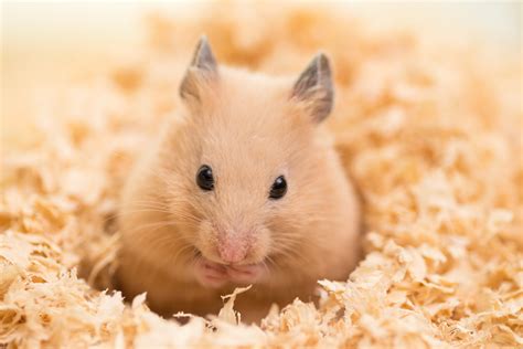 hamsters   blanket  james santiago blog
