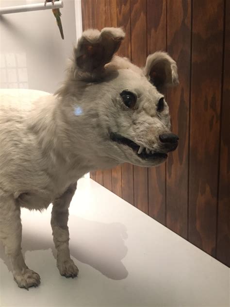 Extinct Dogs - Cronoset