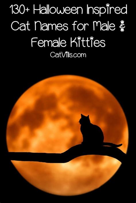 130+ Halloween Inspired Cat Names for Male & Female Kitties