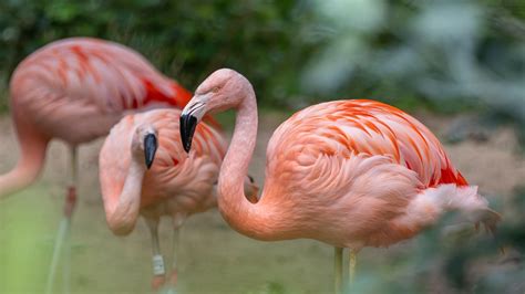 chilean flamingo zoo berlin