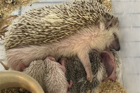Basic Breeding Information - Millermeade Farm's Critter Connection