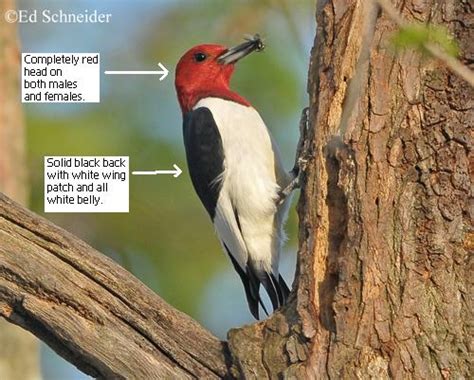 Red Bellied Woodpecker Male And Female