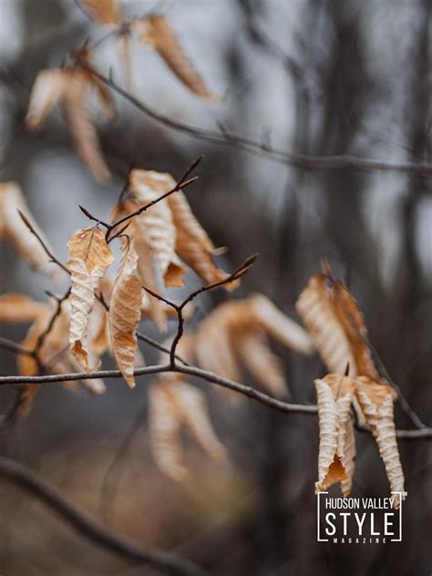 Hudson Valley Style Magazine - Experience the Magic of Hudson Valley