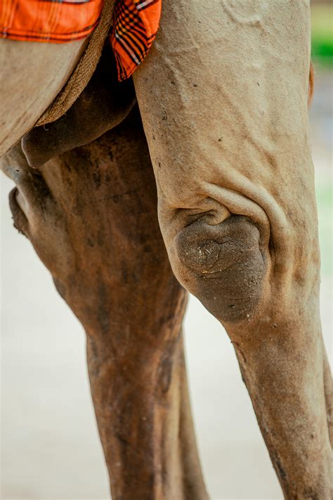 Camel+Toe+Gifs Photos, Download The BEST Free Camel+Toe+Gifs Stock