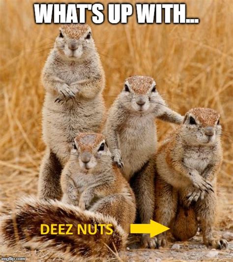 Deez Nuts Squirrel Svg