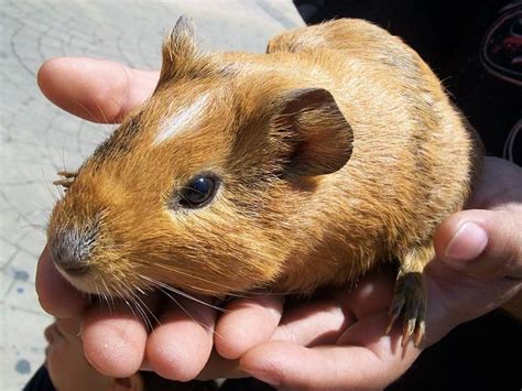 Quanto tempo vive um porquinho-da-índia? 🐹