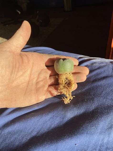 Came home to these guys in the mail! Can’t wait to pot tonight after