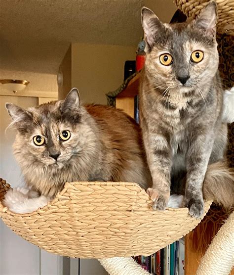 Mvngokitty trying to fit 10 marshmallows in her mouth : r