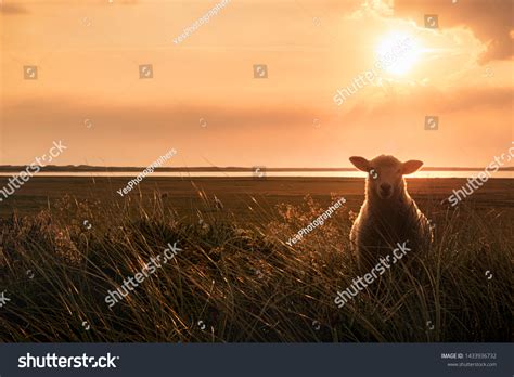 single sheep images stock  vectors shutterstock