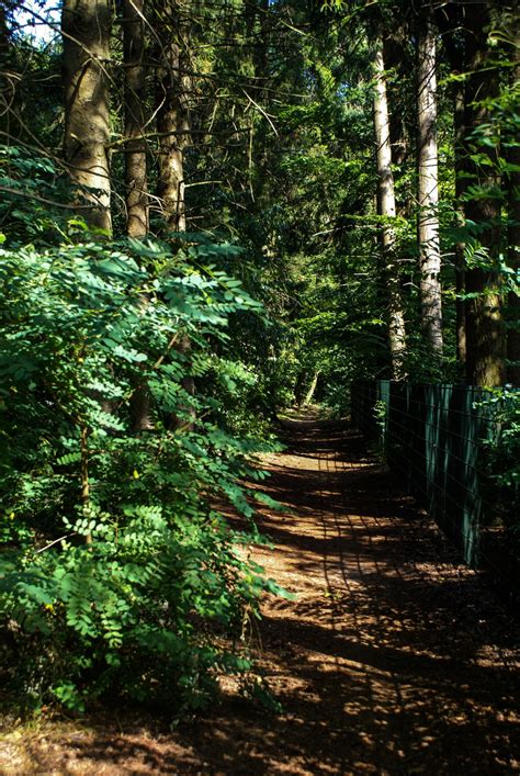 Free Images : landscape, tree, nature, path, branch, sunlight, leaf