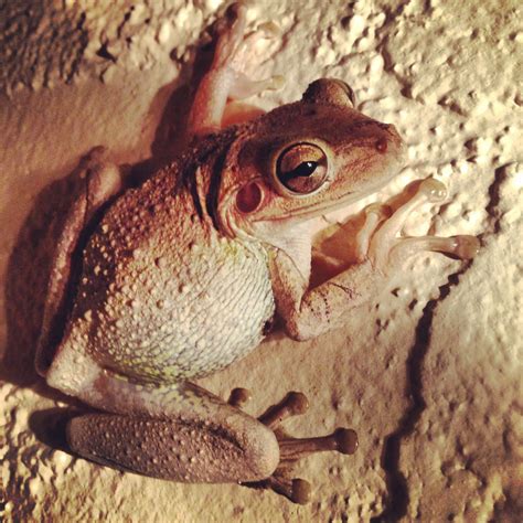 Camouflage frog taken by Damian Keenan | Camouflage, Frog, Animals