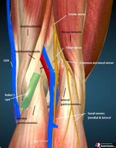 Knee normal – ULTRASOUNDPAEDIA