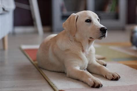 premium photo cute white labrador puppy lying  floor  home