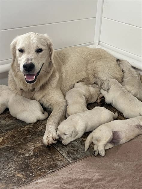 What are English Cream Golden Retrievers and where did they come from? — Meadow Brook Goldens