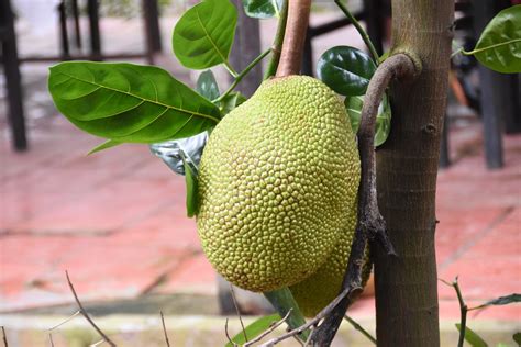 juvenile jackfruit  turtle island  juvenile jac flickr
