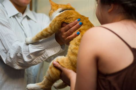 Cat Dying Stages at Jane Mcgary blog