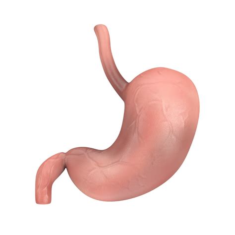 human stomach anatomy internal organ  model turbosquid