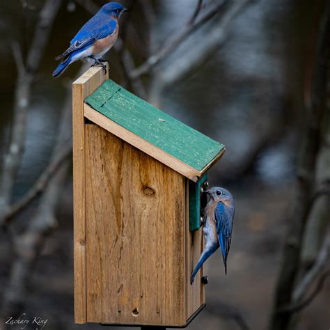 Bluebirds moving into their new house. Roswell, Georgia. : r/birding