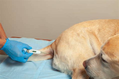 rectal thermometer stock  pictures royalty  images istock