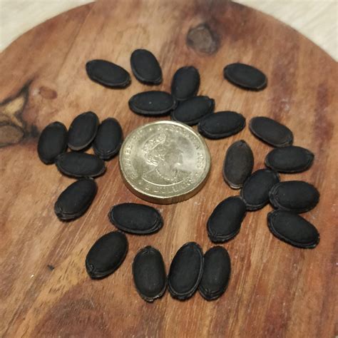 luffa gourd loofah luffa aegyptiaca local seeds