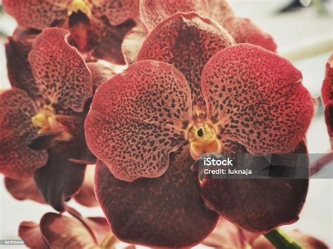 Brown Orchid Stock Photo - Download Image Now - Beauty, Blossom ...