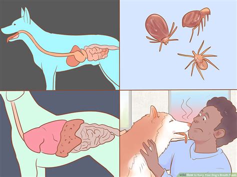 how to make your dogs breath smell better