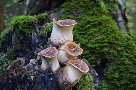 Flora – Central Balkan National Park and Biosphere Reserve