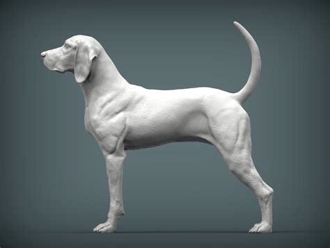 🐕 American English Coonhound 3D print model・ 3D File for ・Cults